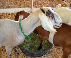 Goats at the Antelope Valley Fair 2009 photo by Barbara J Carter