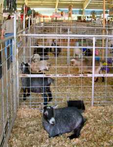 Pygmy goats at the Antelope Valley Fair 2009 photo by Barbara J Carter