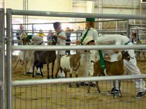 4H Dairy Goat Showmanship competition at the AV Fair photo by Barbara J Carter